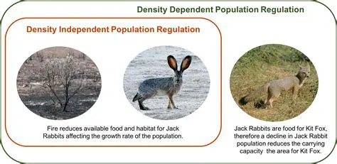 Understanding the Concept of Population Density