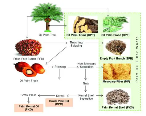 Understanding the Factors Influencing Oil Palm Production