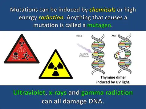 Understanding the Impact of UV Radiation on Genetic Mutation Rates