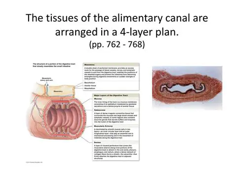 Understanding the Layers of the Alimentary Canal