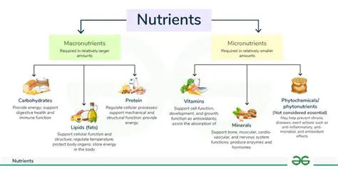 Understanding the Two Groups of Nutrients