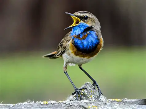 Universalmente compreendidos